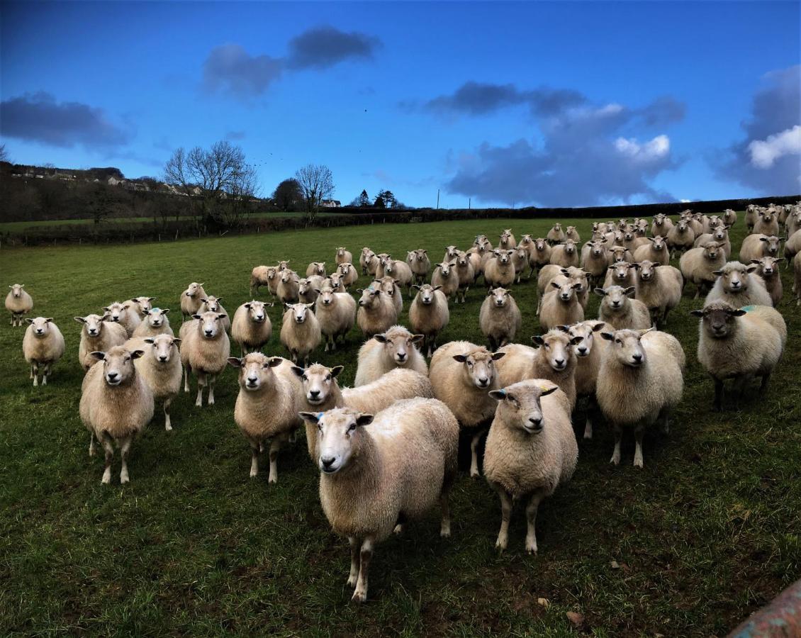 LlandysulNantgwynfaen Organic Farm Wales别墅 外观 照片